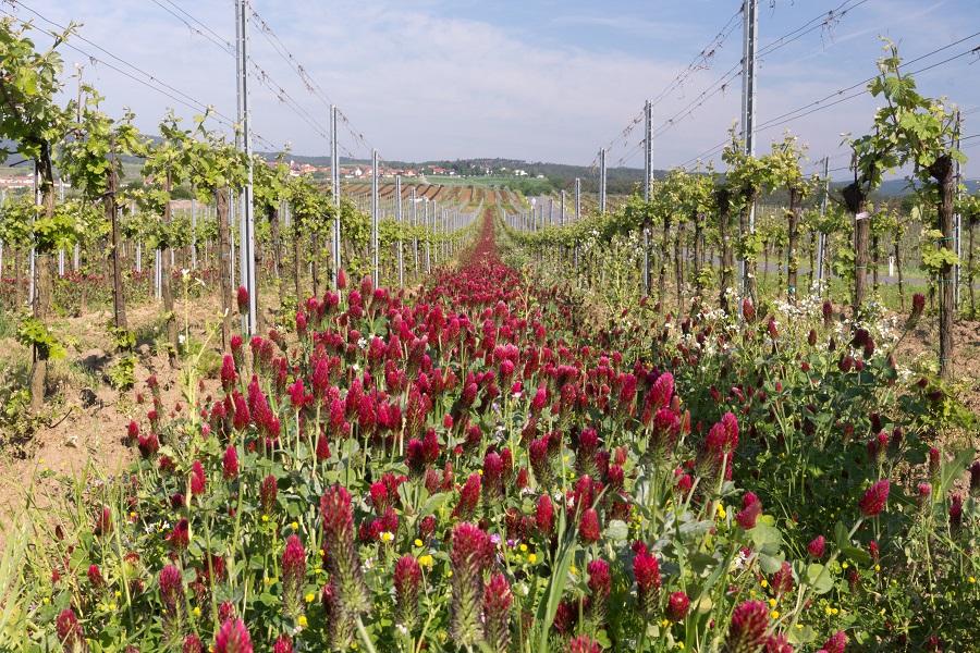 Red clover